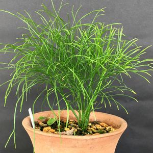 マツバラン,Psilotum nudum,シダ植物,古典園芸植物,在来種の画像