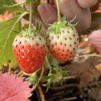 イチゴ,植木鉢の画像