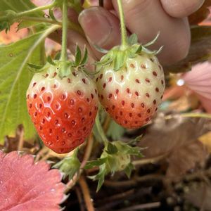 イチゴ,植木鉢の画像