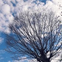 ケヤキ,プリムラ,今日のお花,季節はめぐる,緑のなかの暮らしの画像