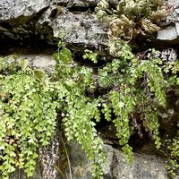 イワヒバ,ハコネシダ,シダ植物,旅先,毎月４日はシダの日の画像