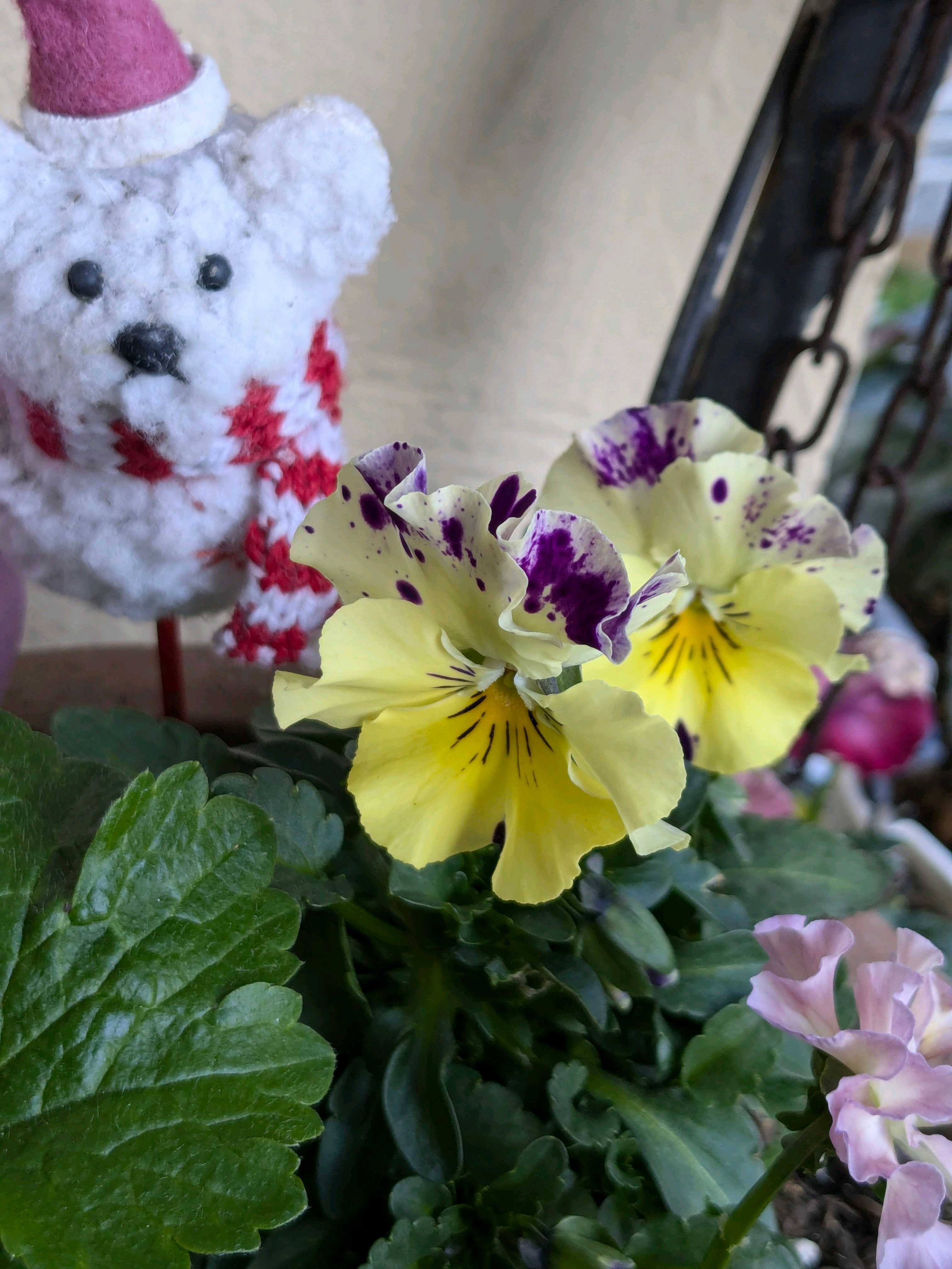 ウーゲデールのビオラ・パンジーカタログPART3💐💐💐｜🍀GreenSnap