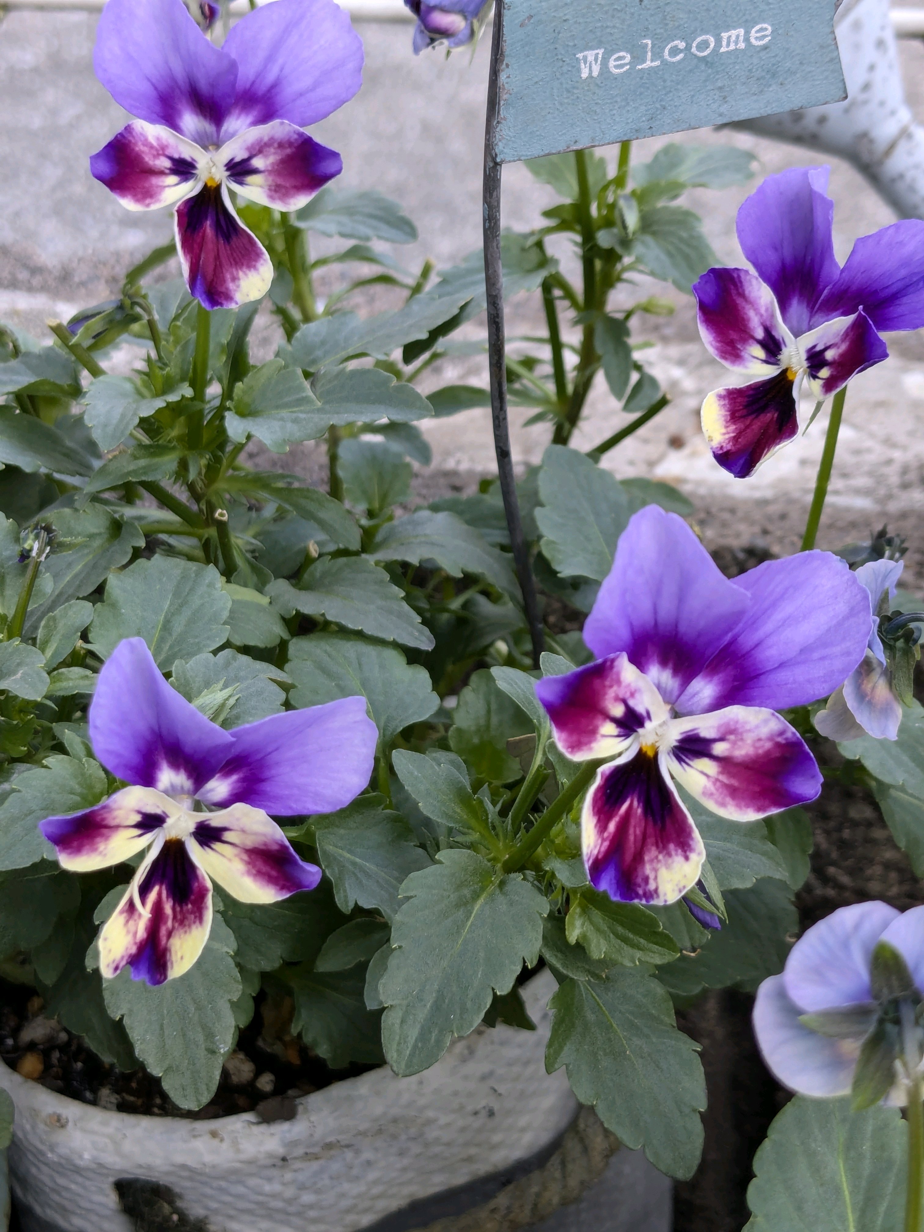 ウーゲデールのビオラ・パンジーカタログPART3💐💐💐｜🍀GreenSnap