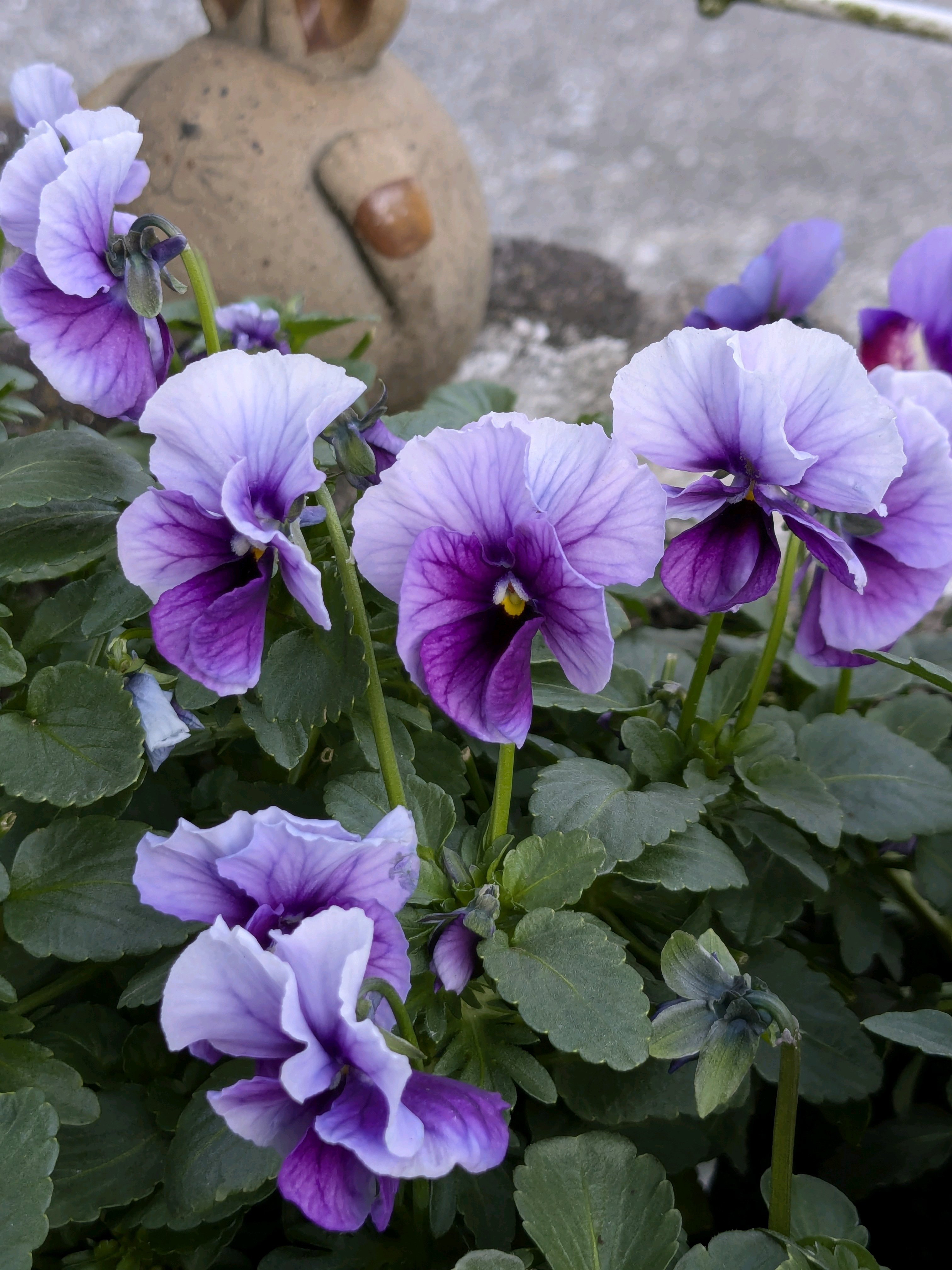 ウーゲデールのビオラ・パンジーカタログPART3💐💐💐｜🍀GreenSnap