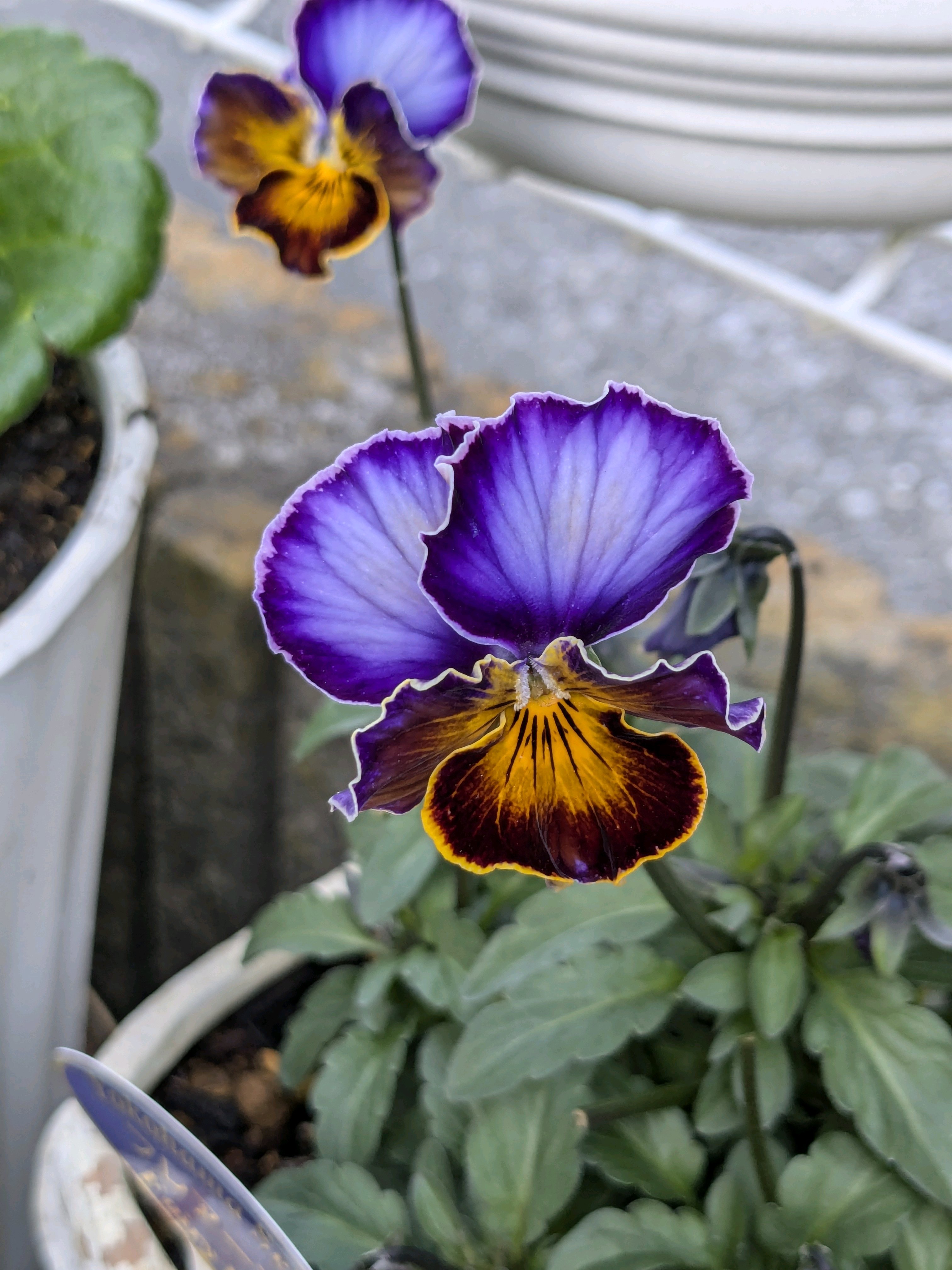 ウーゲデールのビオラ・パンジーカタログPART3💐💐💐｜🍀GreenSnap