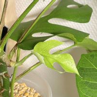 フィロデンドロン・セローム,ヒメモンステラ,マドカズラ,フィロデンドロン ホワイトウィザード,観葉植物の画像