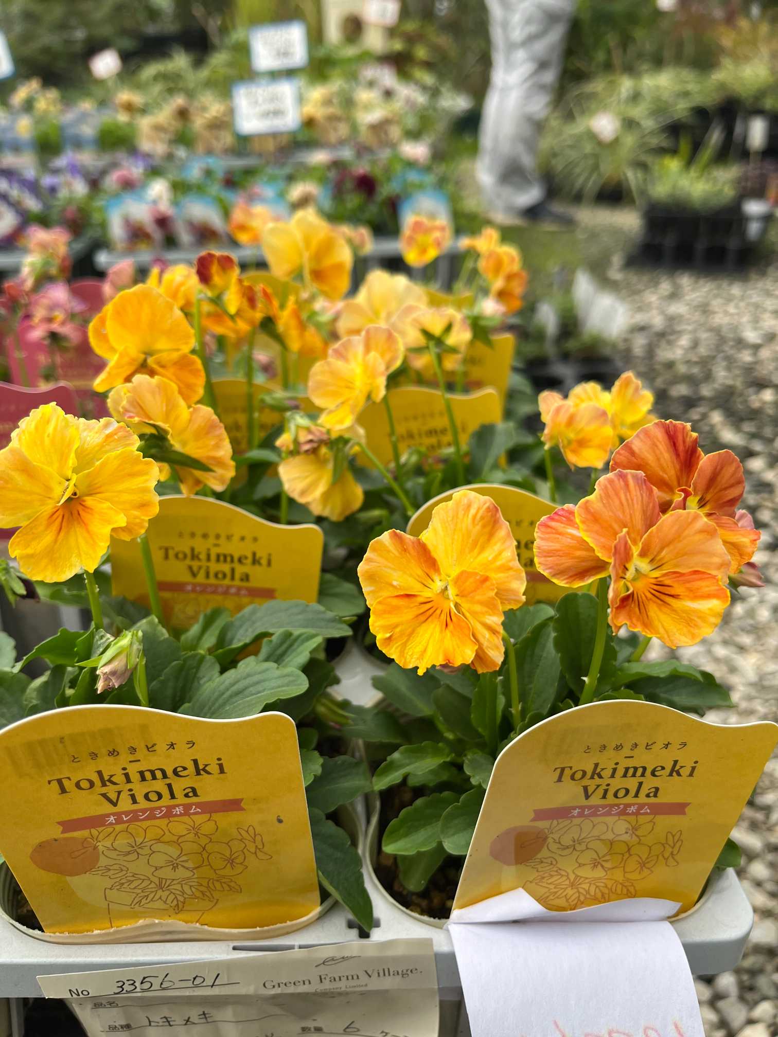 おかーしゃお迎えビオラ2024~2025part2 ときめきビオラ編 No.31〜53