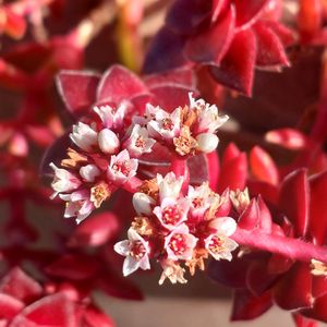 虹の玉,紅葉祭り,初雪カズラ,はつゆきかずら,ドウダンつつじの画像