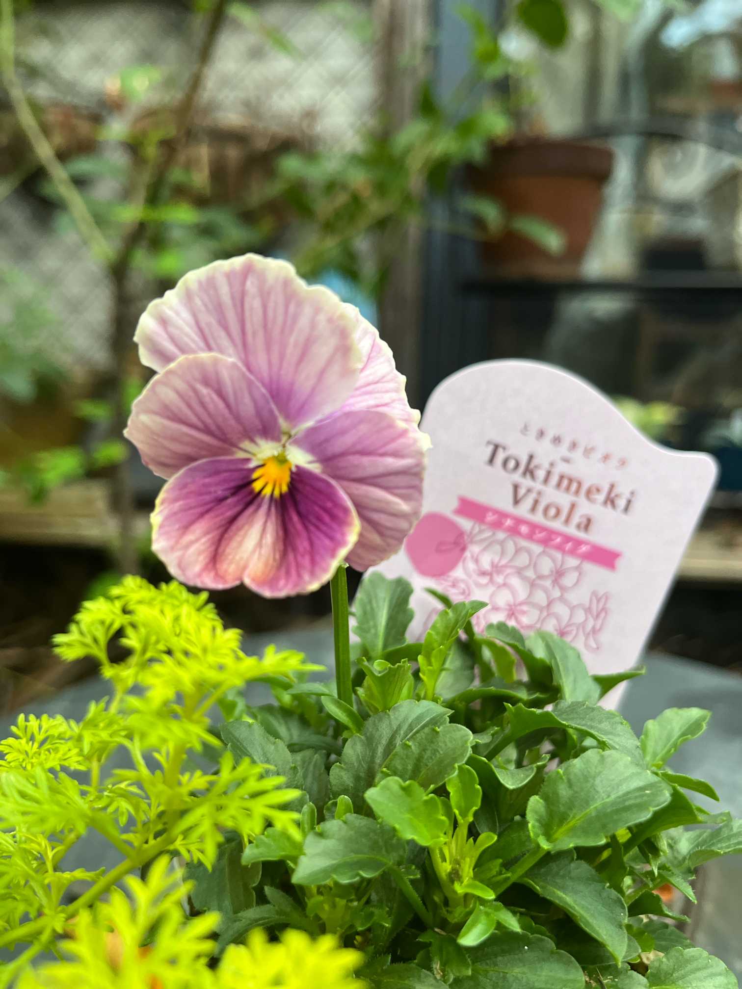 おかーしゃお迎えビオラ2024~2025part2 ときめきビオラ編 No.31〜53