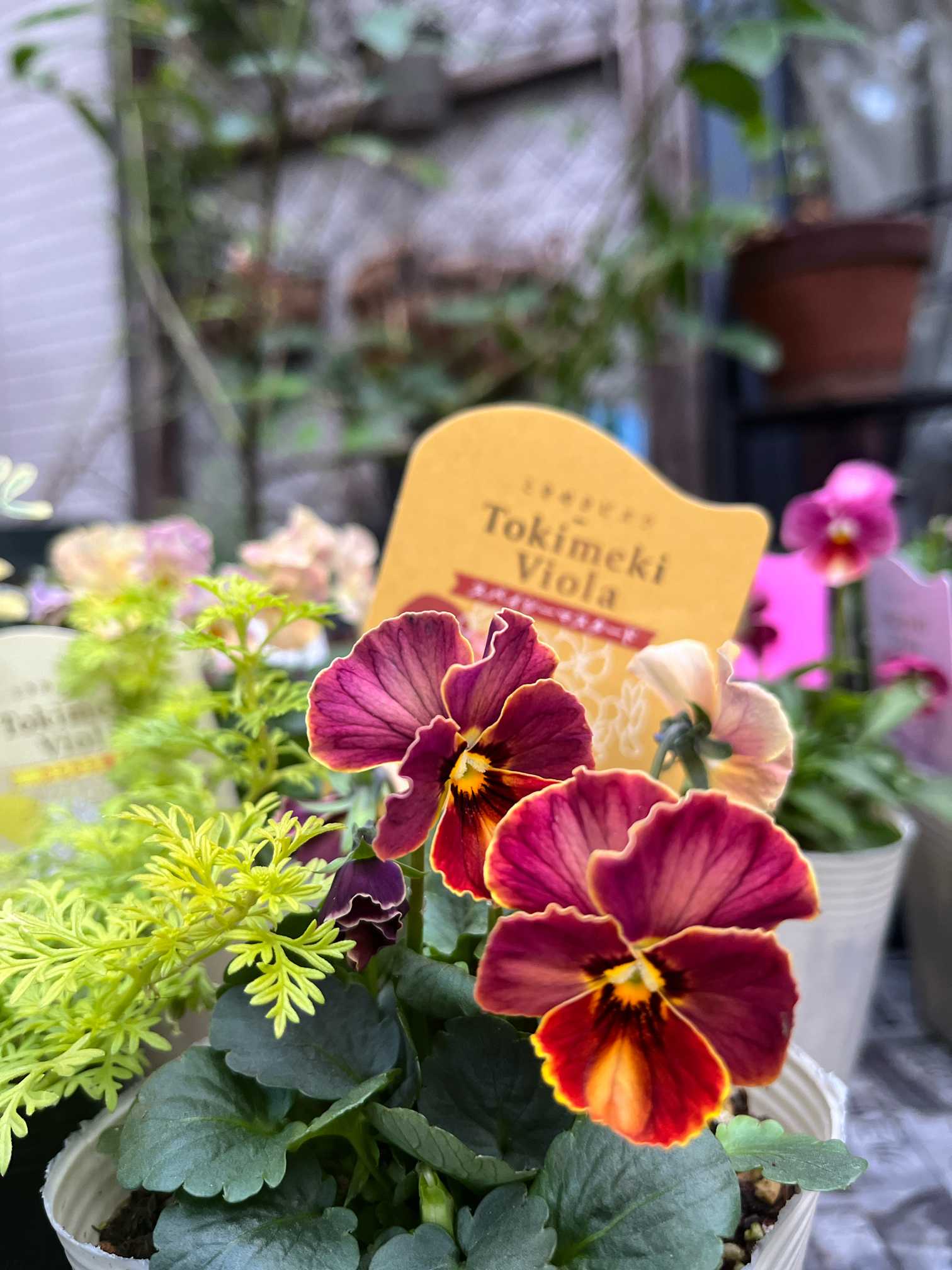 おかーしゃお迎えビオラ2024~2025part2 ときめきビオラ編 No.31〜53