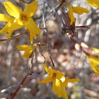 レンギョウ,レンギョウ冬芽葉痕,落葉低木,冬芽・葉痕,日曜ビタミンカラー♪の画像