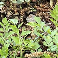 セリ,セリ,春の七草,今日のお花の画像