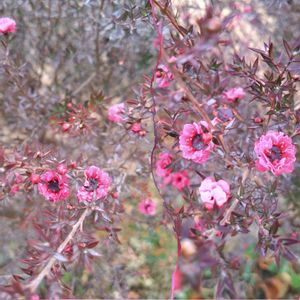 タンポポ,ギョリュウバイ,ソヨゴ,公園,散歩の画像