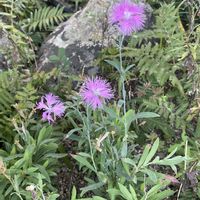 カワラナデシコ,牧野植物園,素敵な出会い,胸キュン,お蔵入りにはもったいないの画像