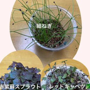 スプラウト,水耕栽培,種から,無農薬野菜,野菜の水耕栽培の画像