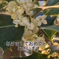 ヒイラギ,柊（ひいらぎ）,冬に咲く花の画像