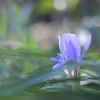 アヤメ,カンアヤメ,寒咲きアヤメ,紫の花,青い花の画像