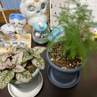 アスパラガス,ピポエステス,観葉植物,観葉植物のある暮らし,部屋の画像