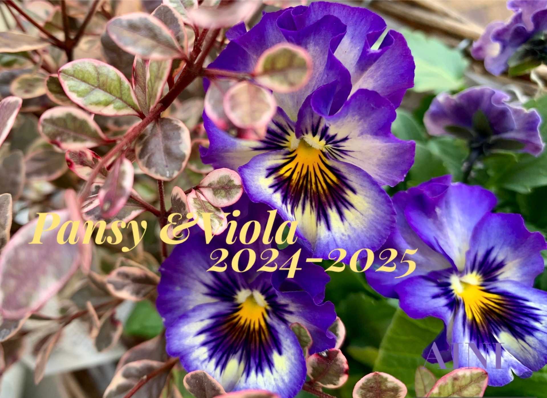 1736072158432_76719_photo.jpg?