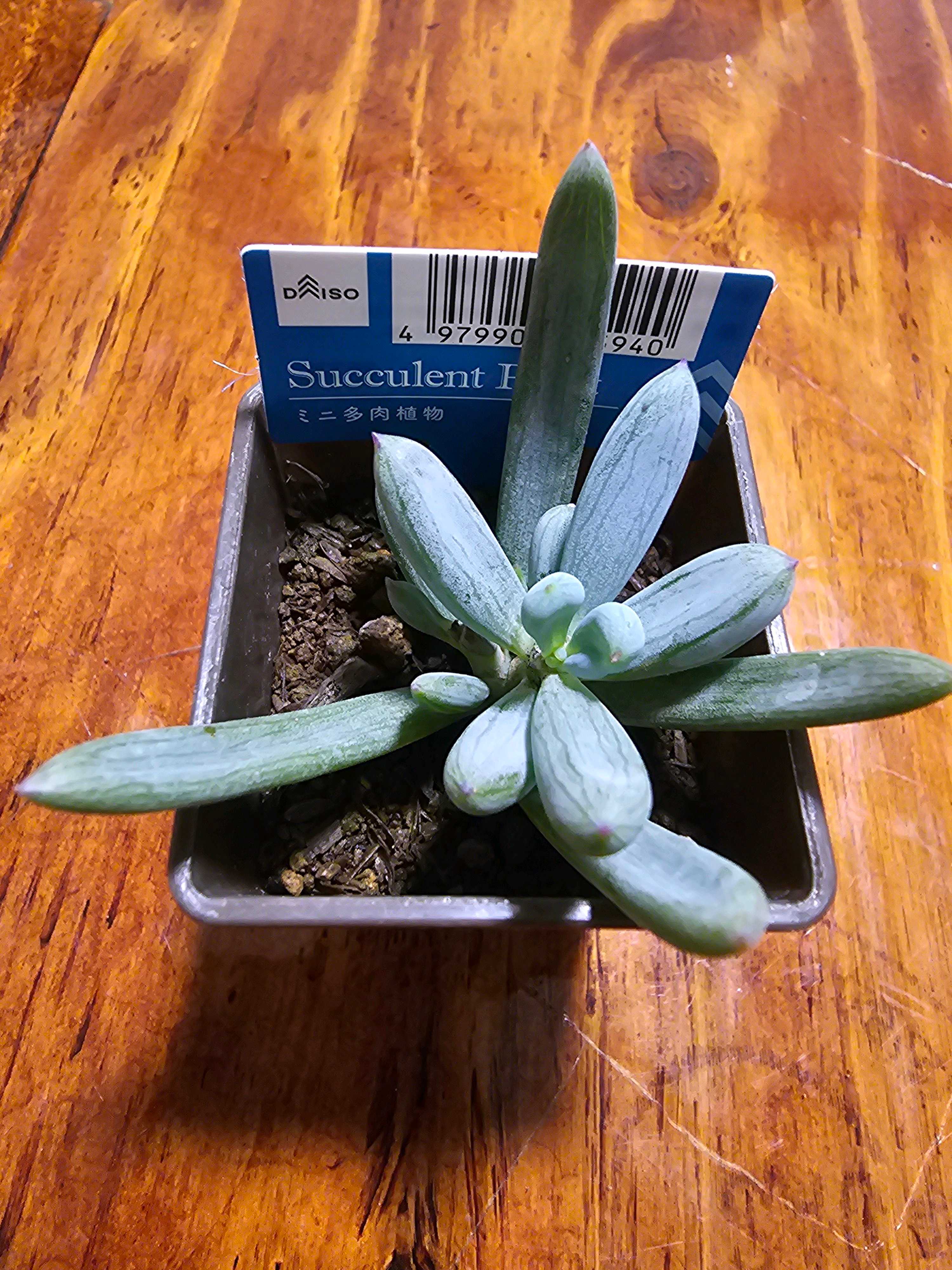 多肉植物 謎 謎多肉【ダイソー】｜🍀GreenSnap（グリーンスナップ）