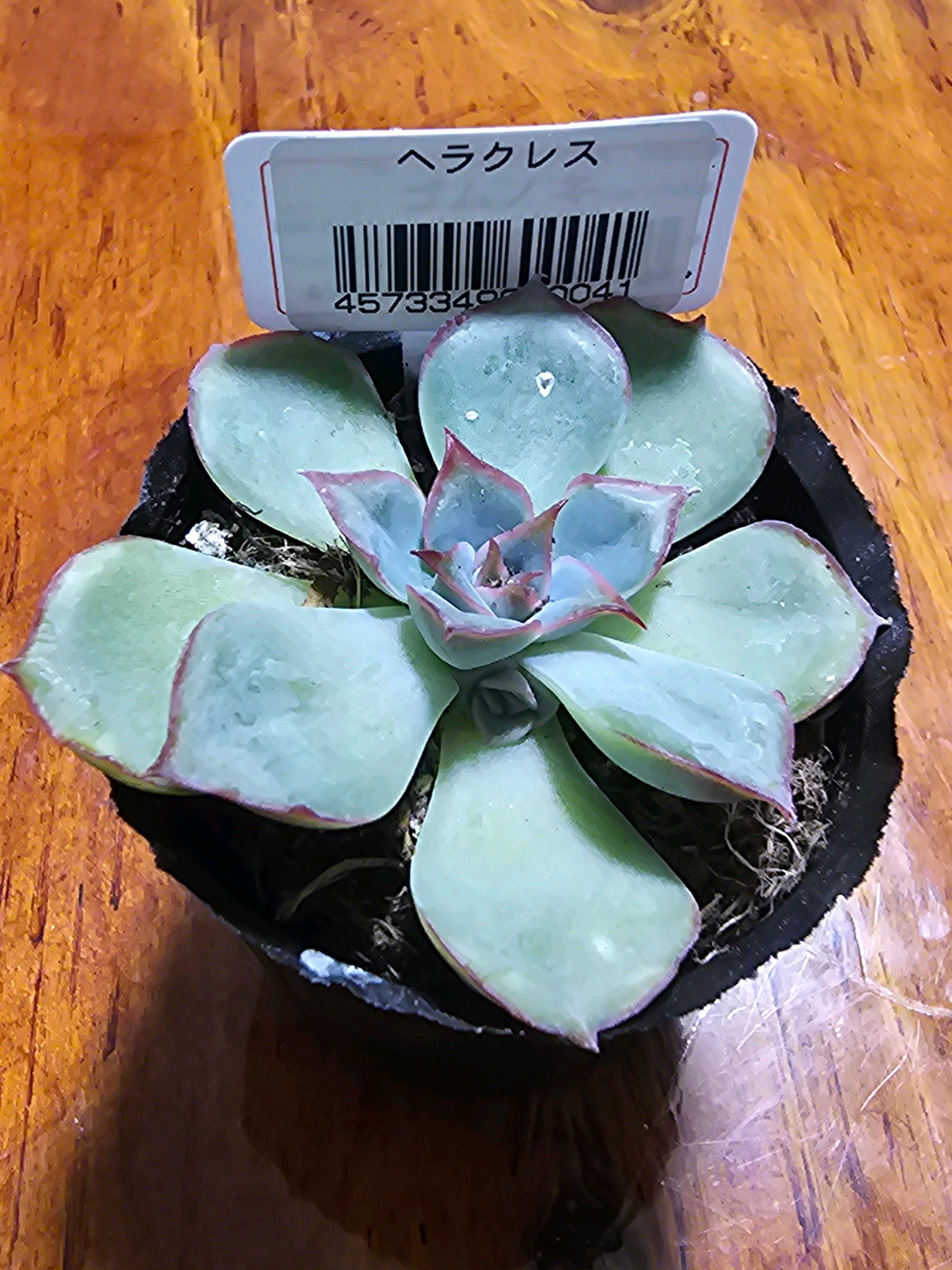 エケベリア ヘラクレス【ダイソー】｜🍀GreenSnap（グリーンスナップ）