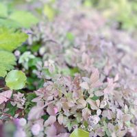 セリ,セリフラミンゴ,グランドカバー,山野草,花のある暮らしの画像