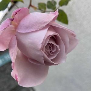 ローズシナクティフ,ピンクの花,我が家のバラ,大好きな花,おうち園芸の画像