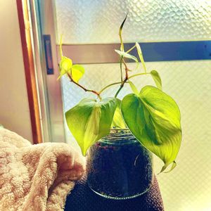 フィロデン　ドロン,観葉植物,100均,ダイソー,100円ショップの画像