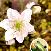 雪割草,雪割草,雪割草,水仙,山野草の画像