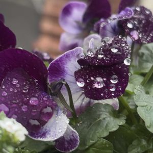 ブラックビオラ,レンガ,雨粒を纏って、、、,玄関アプローチの画像