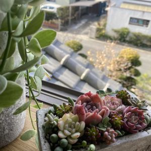 多肉植物,今日の一枚,ちまちま寄せ,静岡,しぞーか勢の画像