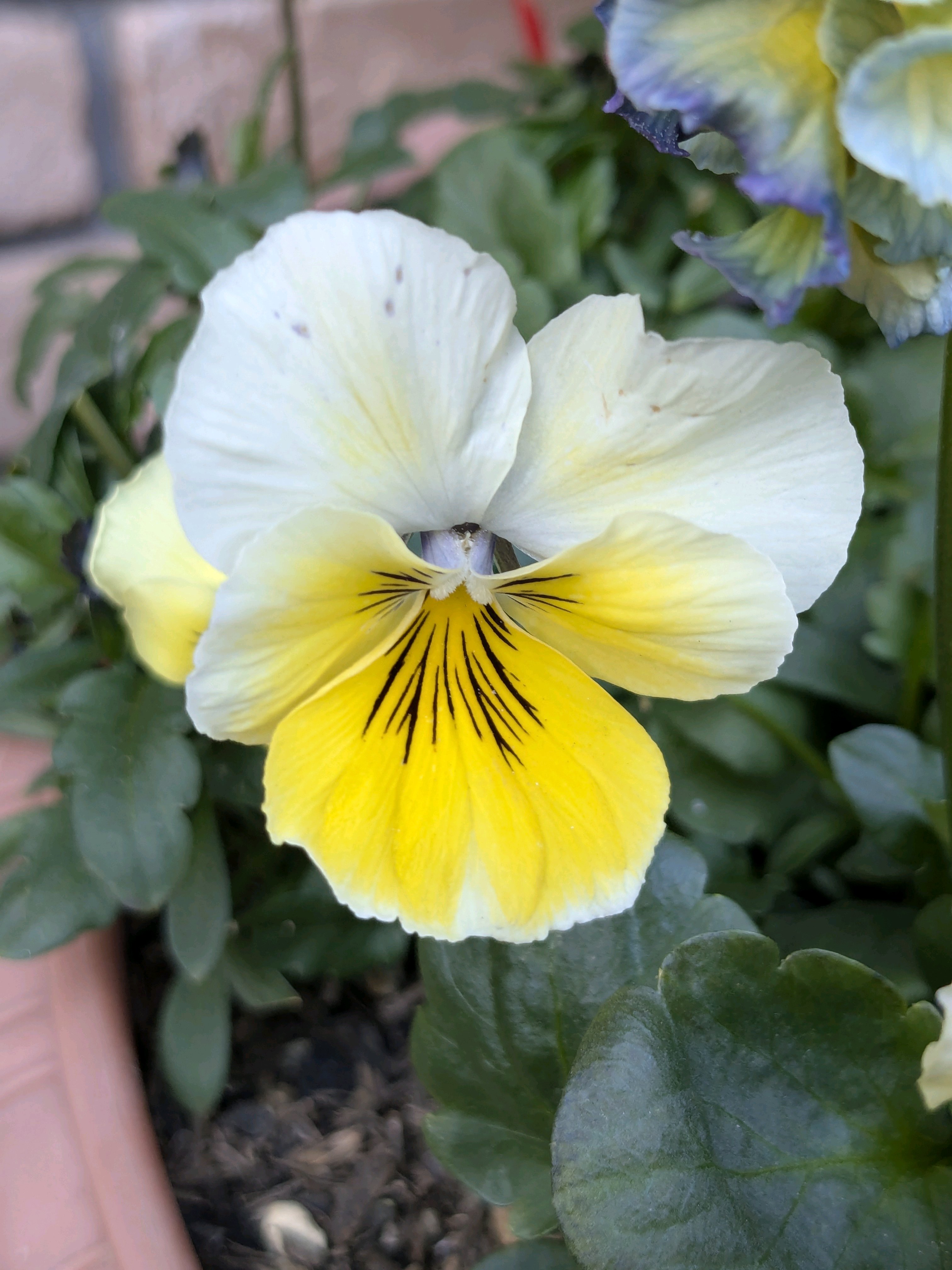 ウーゲデールのビオラ・パンジーカタログPART3💐💐💐｜🍀GreenSnap