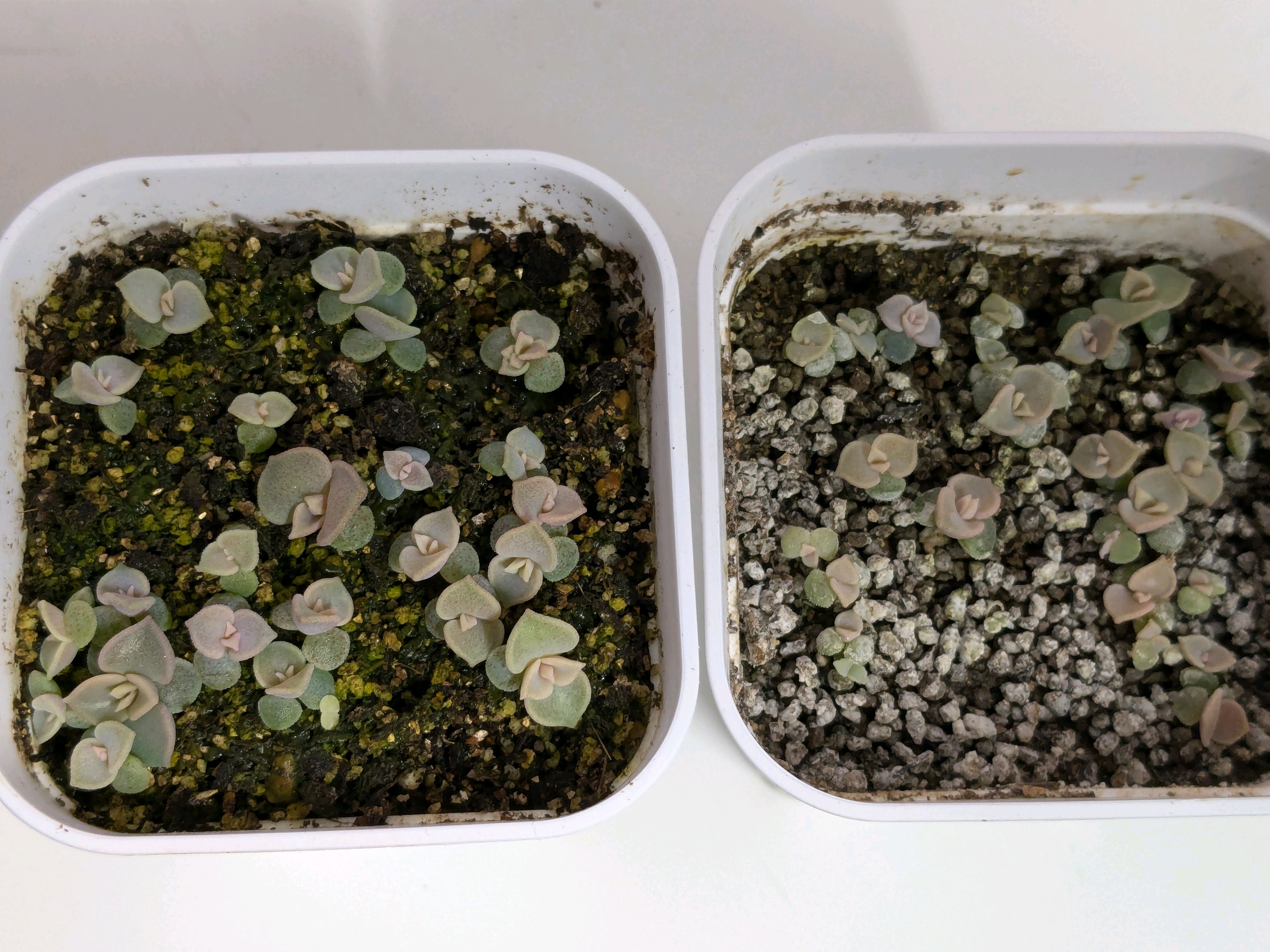 2024秋蒔実生｜🍀GreenSnap（グリーンスナップ）