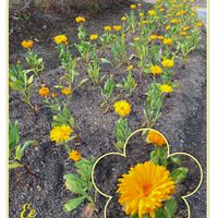 セキチク,馬見丘陵公園,幸せの黄色いお花,火曜ベンチ,2019同期の画像