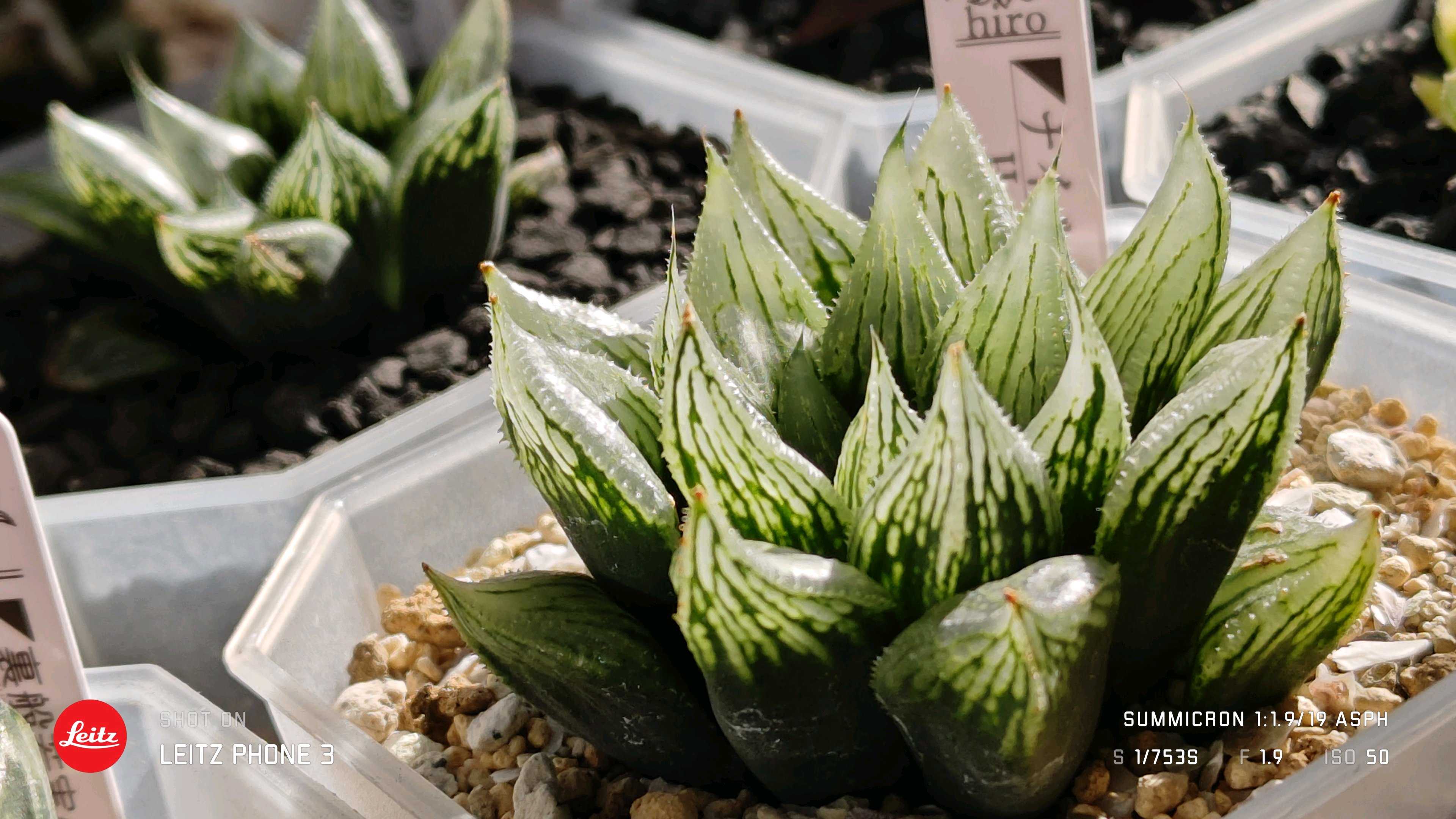 ナイルの一滴の一覧|🍀GreenSnap(グリーンスナップ) ナイルの一滴の一覧|🍀GreenSnap(グリーンスナップ)
