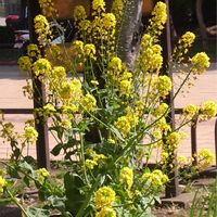 カブ,平成の思い出(^^),野菜の花(^^),ターちゃんの今日のお花,ターの黄色い花の画像