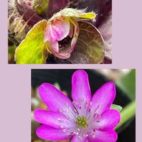 雪割草,山野草,花のある暮らし,お花大好き♡,山野草大好きの画像