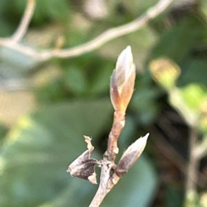 ナツツバキ,ナツツバキ(沙羅の木),ナツツバキの冬芽,夏椿の冬芽,癒されるの画像