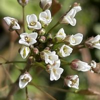 ナズナ,山野草,アブラナ科,春の七草,里山の画像