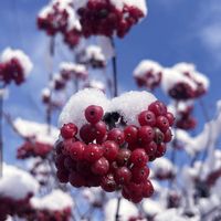 ナナカマド,GSのみなさんに感謝♡,チーム岐阜,真っ赤な火曜日,秘密の花園♡の画像