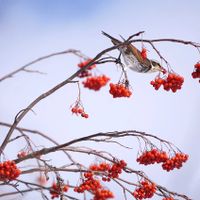 サボテン,ナナカマド,麗蛇丸錦,多肉植物,観葉植物の画像