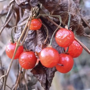 ヒヨドリジョウゴ,鵯上戸,雑草,山野草,野草の画像