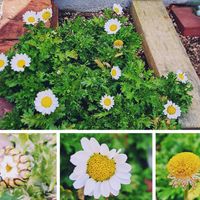 ノースポール,ノースポール,芝桜,ﾋﾞｵﾗ,ｽﾄｯｸの画像