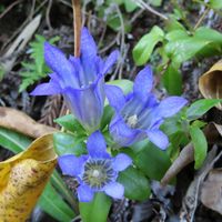 リンドウ,リンドウ,リンドウ,千葉県の画像