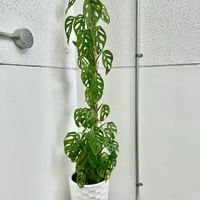 マドカズラ,モンステラ・フリードリヒスターリー,観葉植物,8日は葉っぱの発表会,村長のモスポールの画像