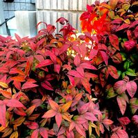 オタフクナンテン,今を生きる,秘密の花園♡,8日は葉っぱの発表会,穏やかな毎日の画像