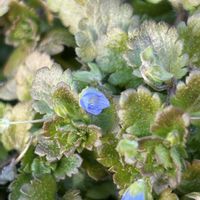 オオイヌノフグリ,山野草,実家周辺の草花,8日は葉っぱの発表会の画像