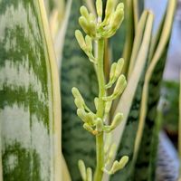 ハートカズラ,サンセベリア,花芽！,♡ハートカズラ,癒やされての画像