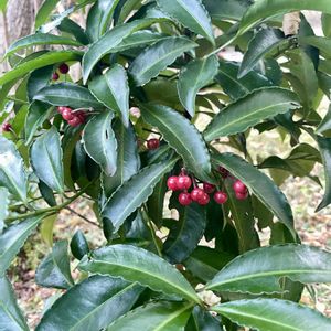 マンリョウ,木の実,赤い実,古典園芸植物,実のなる木の画像