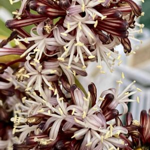 ドラセナ,幸福の木,ドナセナ,観葉植物,鉢植えの画像